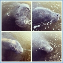 manatee-04-29-2013