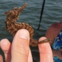 sea_horse-04-29-2013
