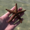 starfish-04-29-2013