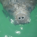 manatee-2