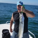 barracuda game fish id