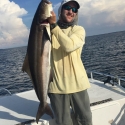 cobia game fish id