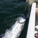 tarpon game fish id