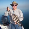 Sheepshead