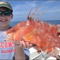 Hogfish