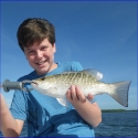 Mangrove Snapper