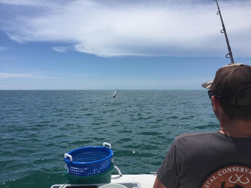 Anna Maria Island Fishing Report: Captain Aaron Lowman – June 24, 2015